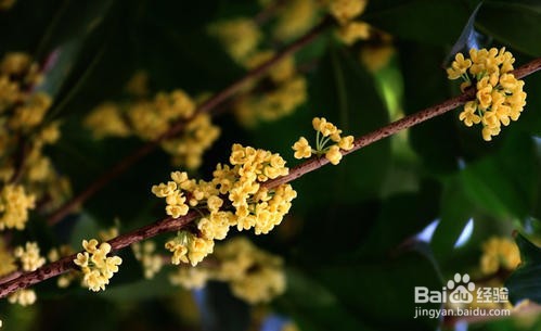 桂花精油的功效与作用