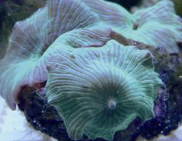 绿木耳皮革珊瑚怎么养