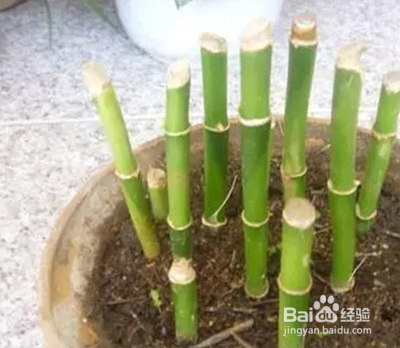 富贵竹土培怎么养才能更旺盛