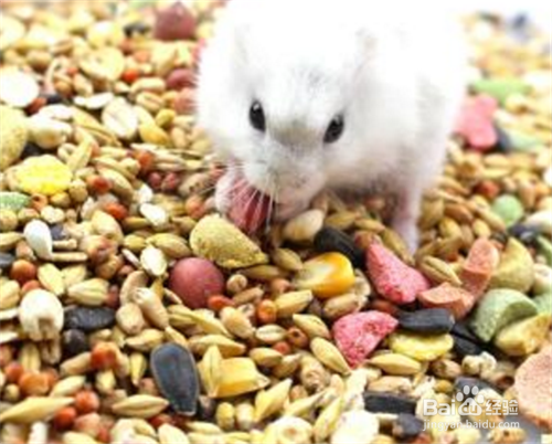 喵桑仓鼠饲养的指南