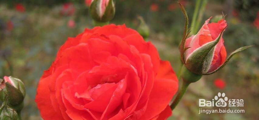 真心爱上一个人,你真的是真心吗?