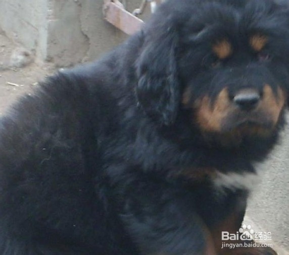 苏格兰牧羊犬夏季饲养