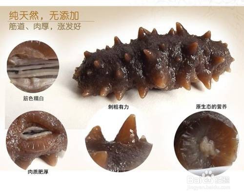 如何分辨假海参