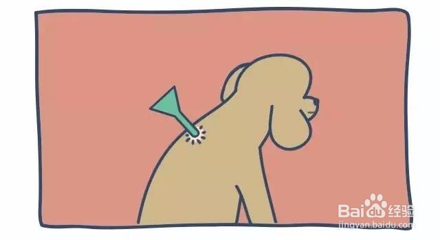 泰迪怎么杀体外虫
