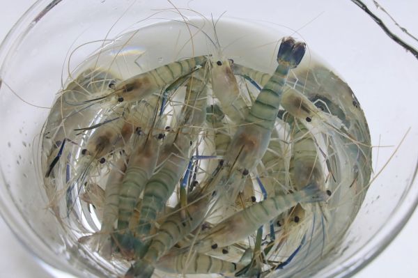 香辣椒盐罗氏虾