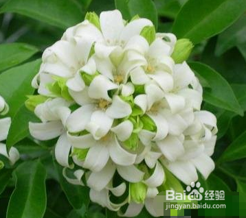 如何靠大自然驱蚊