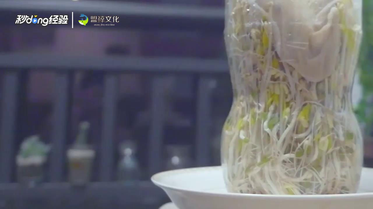 可乐瓶生豆芽的方法