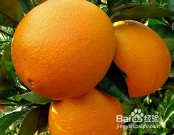 怎样挑选好吃的橙子