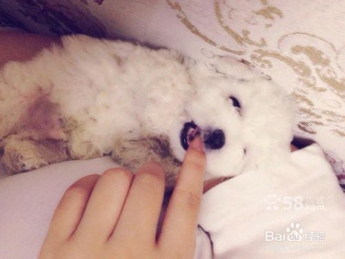 狗狗的成长过程 百度经验