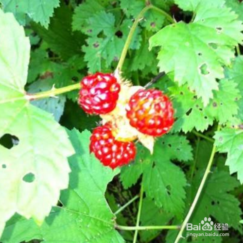 刺莓的养殖方法和注意事项
