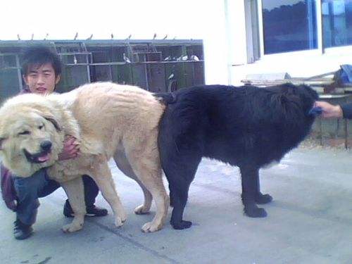 獒友分享:正确的藏獒配种时间和配种方法