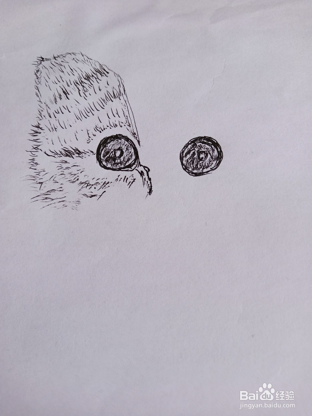 钢笔画猫的画法