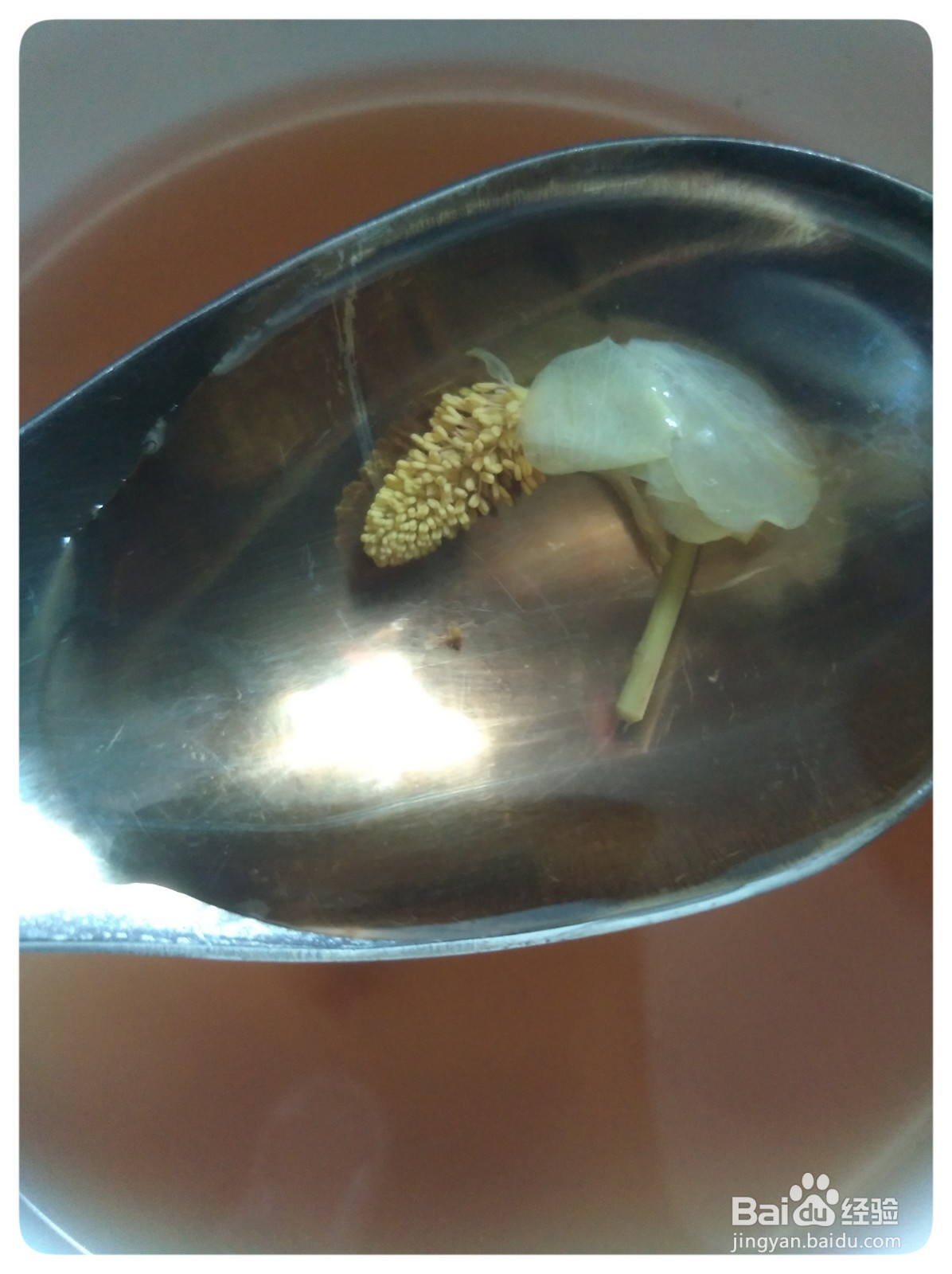 鱼腥草花草茶喝过吗