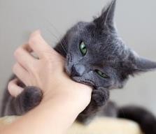 猫咪喜欢咬人的原因及解决方法