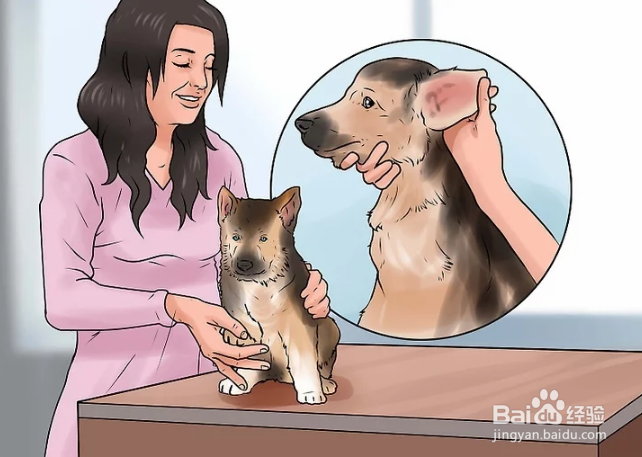 如何训练德国牧羊犬