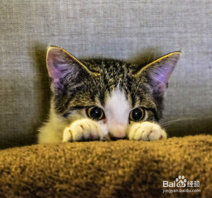 养猫很久后会对生活有怎样的影响？