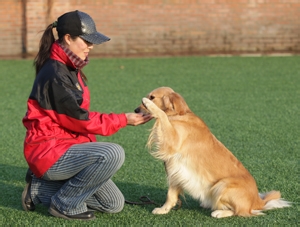 怎么让狗狗学会握手：[4]狗狗训练