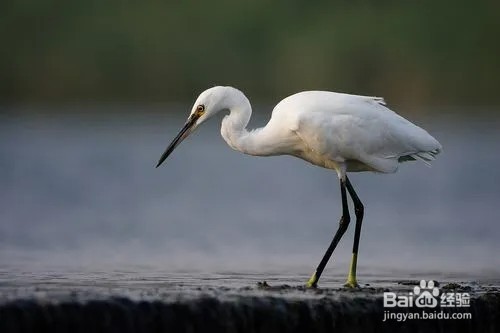 白鹭的脚有什么作用