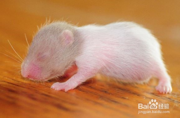 怎么判断仓鼠年龄