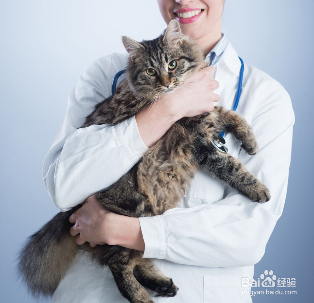 猫咪奶粉真的比牛奶好吗?实验测评