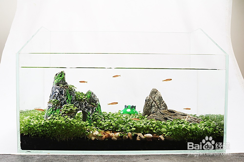 小鱼缸造景教程:运用水草种子7天制作一缸春景