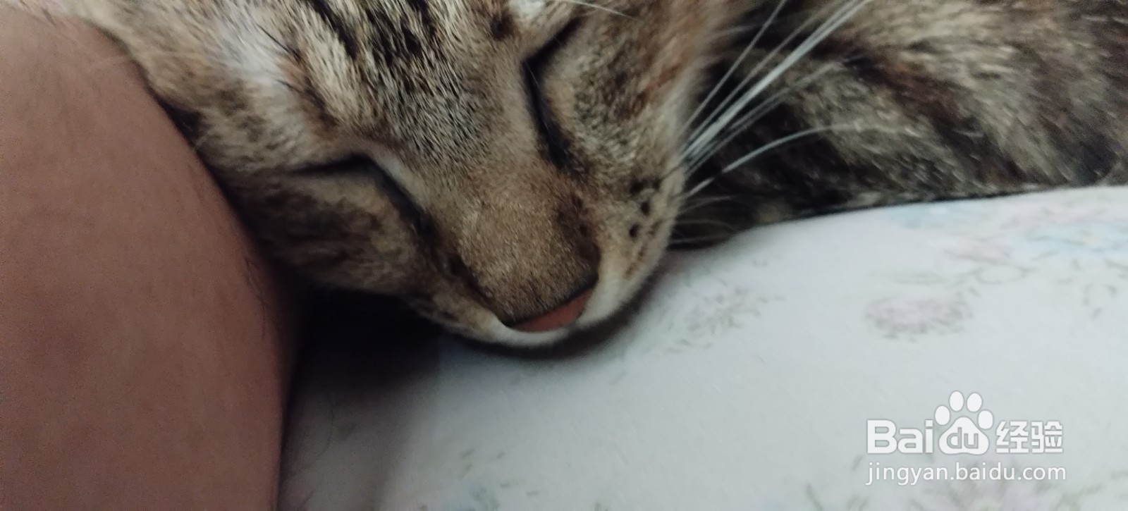 如何提高猫咪对主人的好感，提升粘人程度