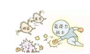 冬虫夏草的功效与作用