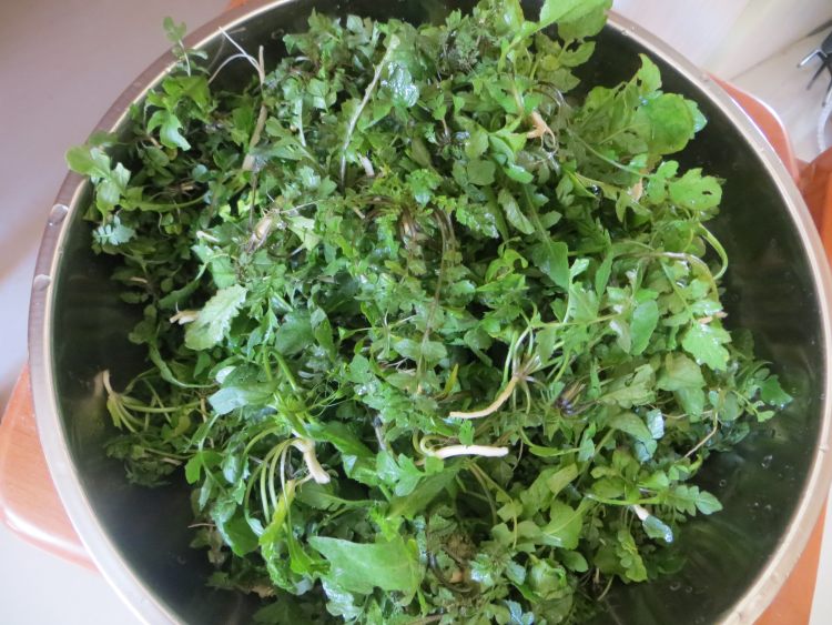 这才是荠菜饺子的正确打开方式！