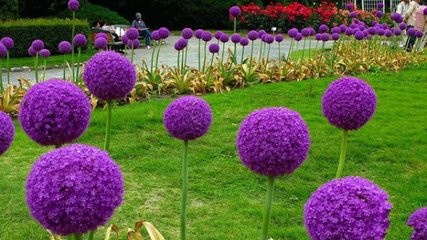 如何使大花葱叶绿花艳?