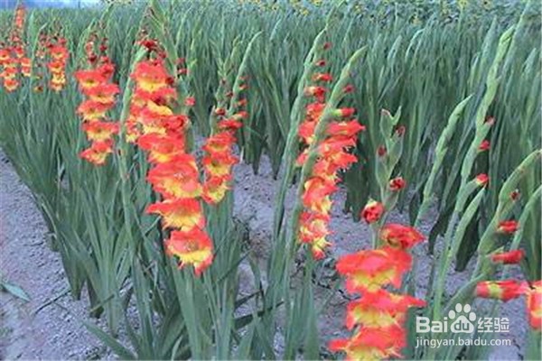 剑兰的养殖方法和注意事项有什么？