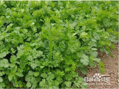 香菜种植方法和时间