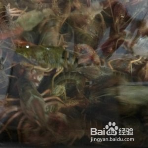 怎么做清蒸小龙虾