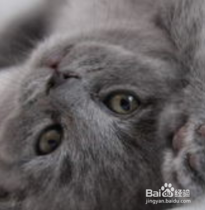 怎么教出一只粘人的猫