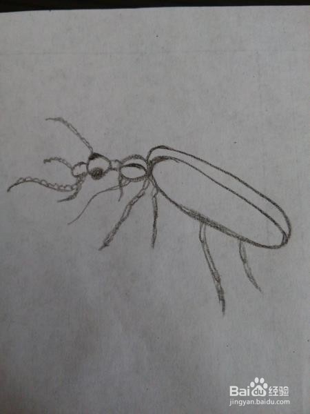 甲虫的另一种画法