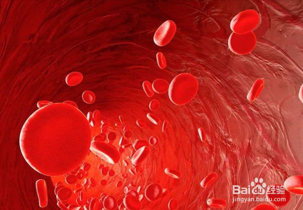 女人吃滋秋海参的好处