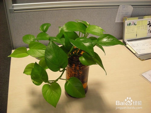 哪些植物能清除装修中的甲醛?