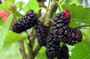 12种黑色食物养出美颜好气色