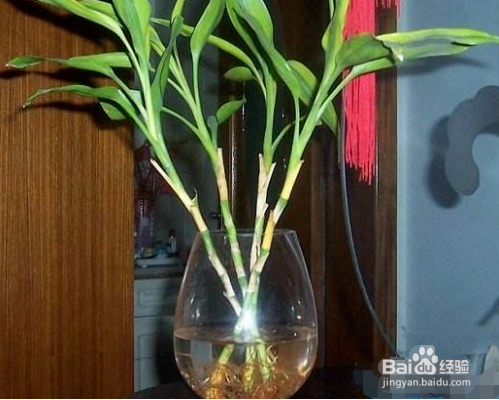 富贵竹的根须太多怎么处理?