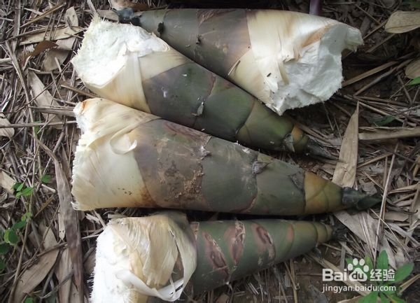 自制酸笋过程,怎么自制酸笋