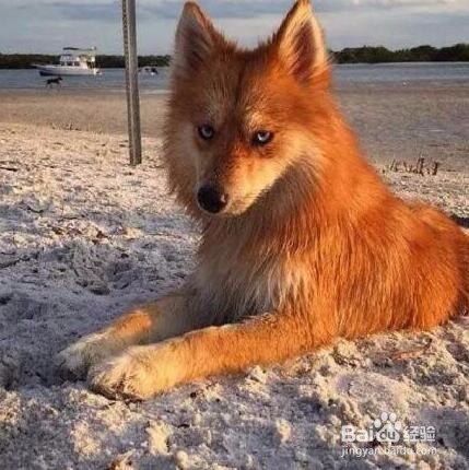 这7种狗跟哈士奇混血，你想象不到的事发生了！