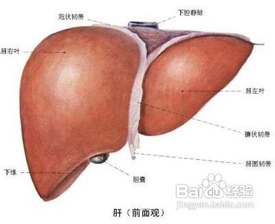 肝癌早期会出现什么症状
