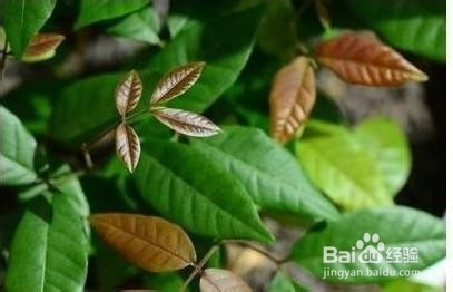 怎么做龙眼盆栽