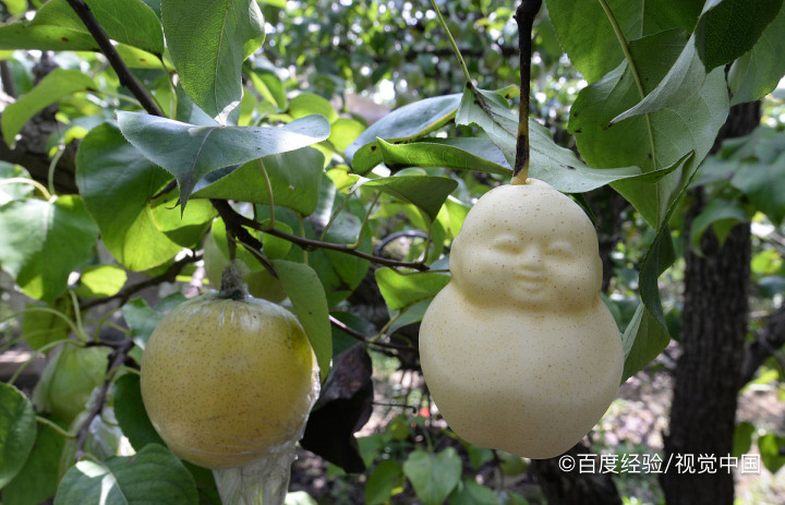 孕妇吃哪些食物对宝宝皮肤好呢?