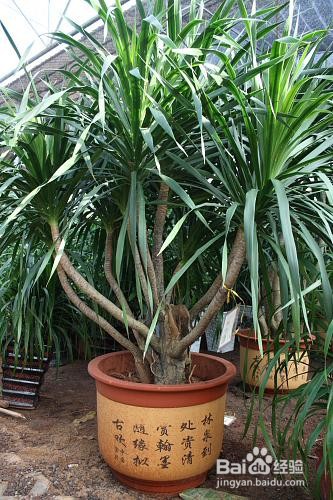 海南龙血树养护方法