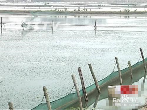 鱼塘纠纷怎么处理