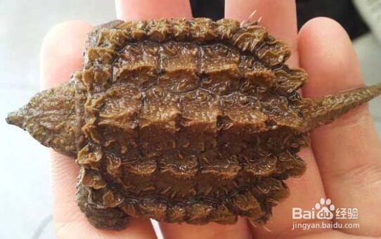 鳄龟怎么分公母