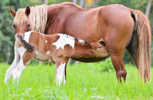 脑筋急转弯,什么马会用八条腿走路