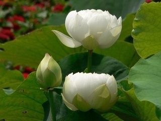 怎样养好盆栽荷花?