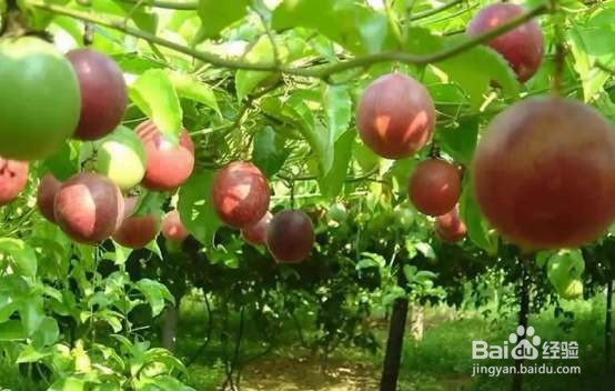 百香果籽挖出来怎么保存