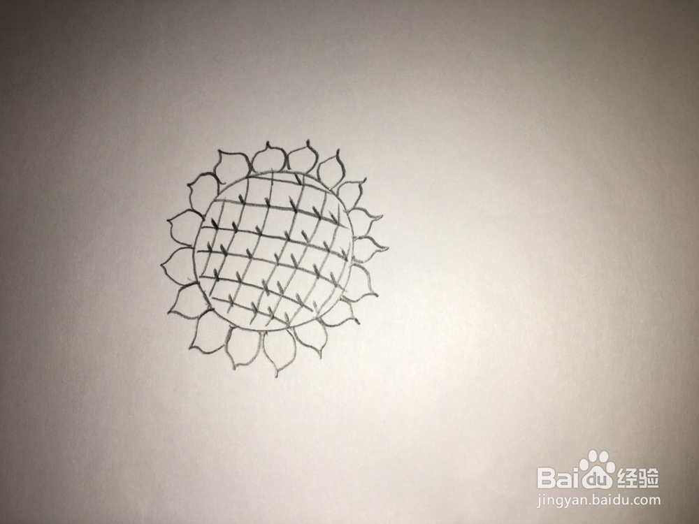 简笔画-向日葵